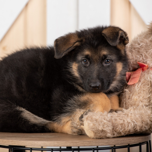German Shepherd Dog Puppy Quin