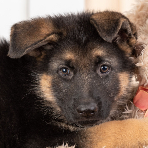 German Shepherd Dog Puppy Quin