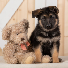 German Shepherd Dog Puppy Quin