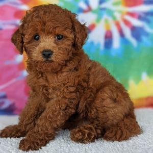 Peekapoo Puppy Olivia