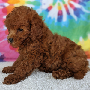 Peekapoo Puppy Olivia