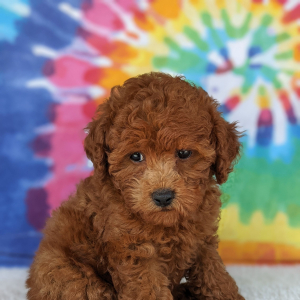 Peekapoo Puppy Olivia