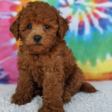 Peekapoo Puppy Olivia
