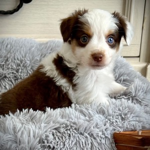 Australian Shepherd Puppy Roxie