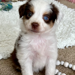 Australian Shepherd Puppy Roxie