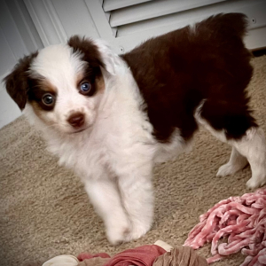 Australian Shepherd Puppy Roxie