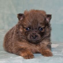 Pomeranian Puppy Pixie Dust