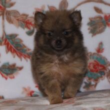 Pomeranian Puppy Pixie Dust