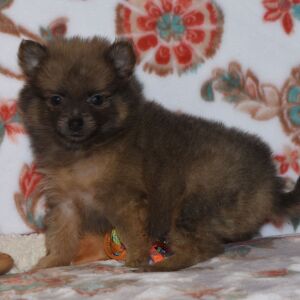 Pomeranian Puppy Pixie Dust