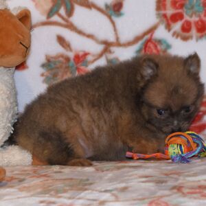 Pomeranian Puppy Pixie Dust