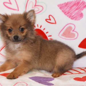Pomeranian Puppy Pixie Dust