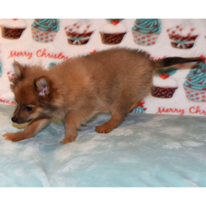 Pomeranian Puppy Pixie Dust