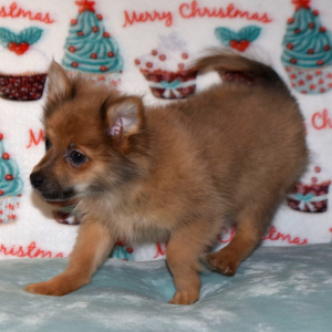 Pomeranian Puppy Pixie Dust