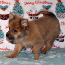 Pomeranian Puppy Pixie Dust