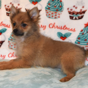 Pomeranian Puppy Pixie Dust
