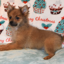 Pomeranian Puppy Pixie Dust