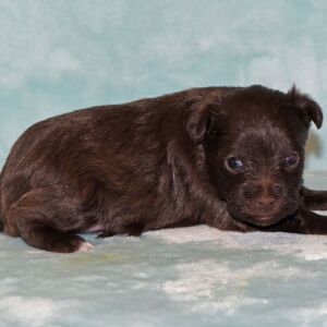 Miniature Schnauzer Puppy Barbie