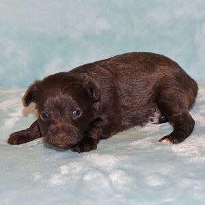 Miniature Schnauzer Puppy Barbie
