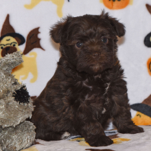 Miniature Schnauzer Puppy Barbie