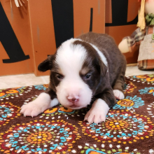 Australian Shepherd Puppy Cactus