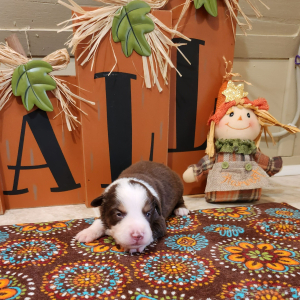 Australian Shepherd Puppy Cactus