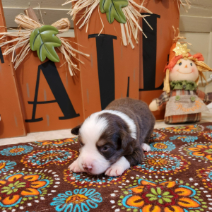 Australian Shepherd Puppy Cactus