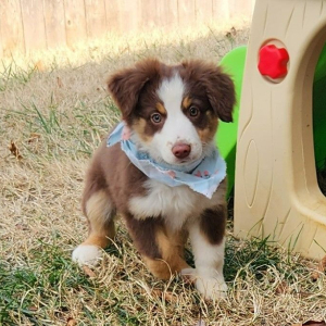 Australian Shepherd Puppy Cactus