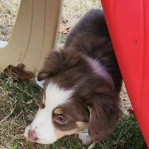 Australian Shepherd Puppy Cactus