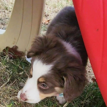 Australian Shepherd Puppy Cactus