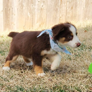 Australian Shepherd Puppy Cactus
