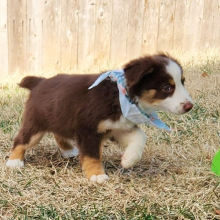 Australian Shepherd Puppy Cactus