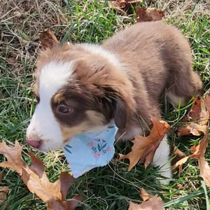Australian Shepherd Puppy Cactus