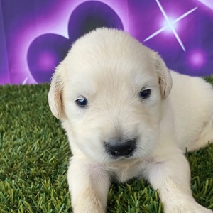 Golden Retriever Puppy Joshua