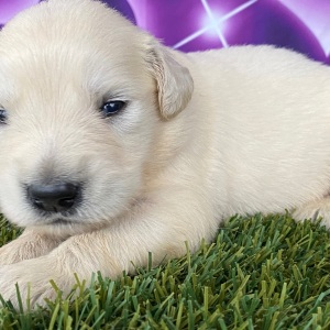 Golden Retriever Puppy Joshua