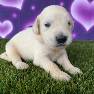 Golden Retriever Puppy Joshua