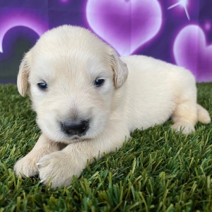 Golden Retriever Puppy Joshua