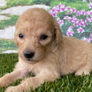 Goldendoodle Puppy Colin
