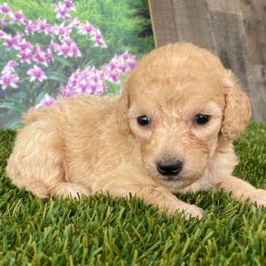 Goldendoodle Puppy Colin