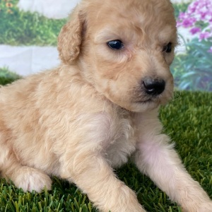 Goldendoodle Puppy Colin