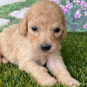 Goldendoodle Puppy Colin