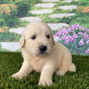 Golden Retriever Puppy Lillie
