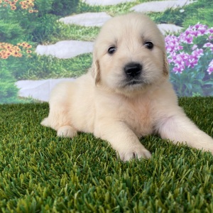 Golden Retriever Puppy Lillie