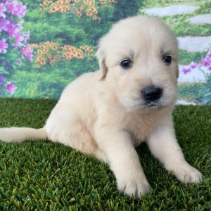 Golden Retriever Puppy Lillie