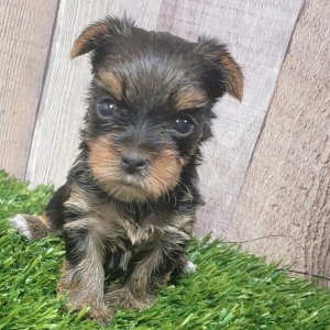 Yorkshire Terrier Puppy Nyssa