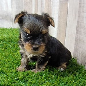 Yorkshire Terrier Puppy Nyssa