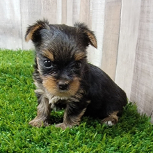 Yorkshire Terrier Puppy Nyssa