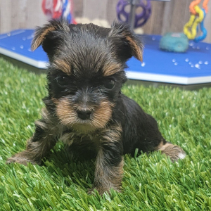 Yorkshire Terrier Puppy Nyssa