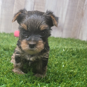 Yorkshire Terrier Puppy Nyssa