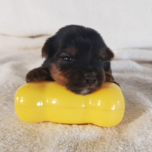 Yorkshire Terrier Puppy Kason