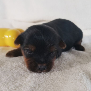 Yorkshire Terrier Puppy Kason